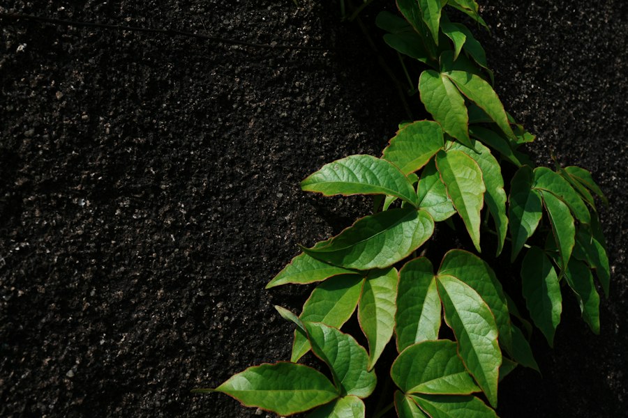 organic growth