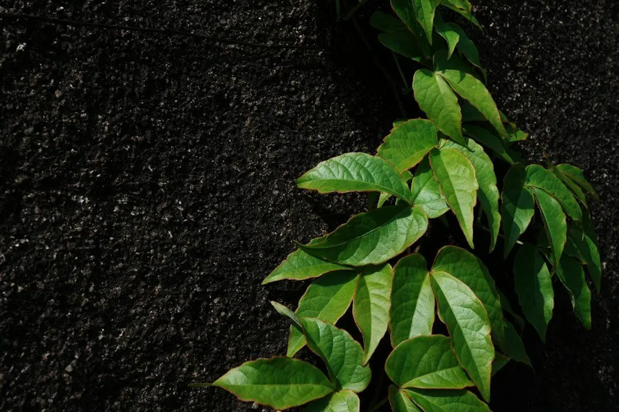 organic growth