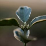 Photo organic growth