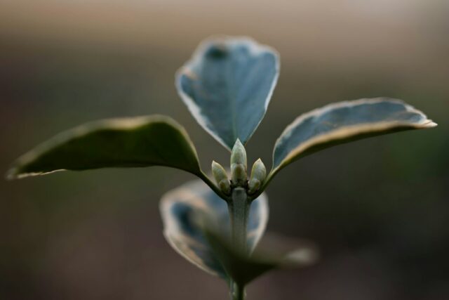 Photo organic growth
