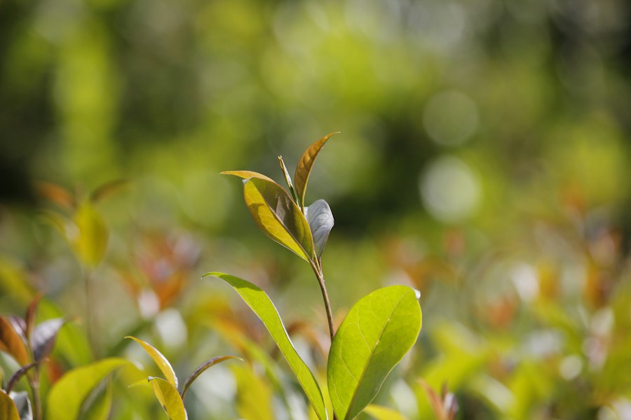 Photo organic growth