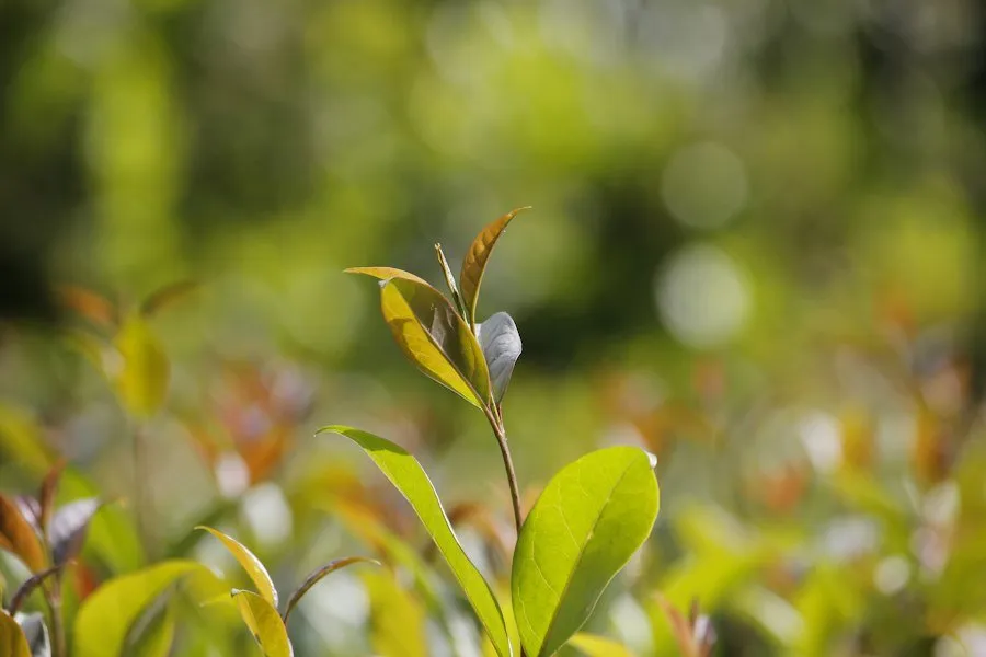 Photo organic growth